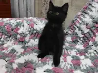 Котята в добрые руки, фотография 2
