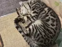 Пропал котенок бенгал, фотография 4
