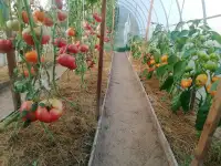 Продаётся кирпичный дом, Могилёвская область. Кличевский район, фотография 10