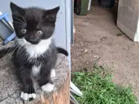 Котята в добрые руки, фотография 2