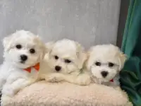 Щенки бишон фризе
