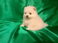 Померанский шпиц мальчики и девочки, фотография 5