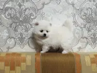 Девочка померанского шпица., фотография 2