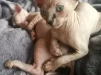 Котята девочки Канадский сфинкс, фотография 11