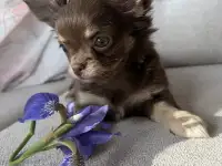 Чихуахуа