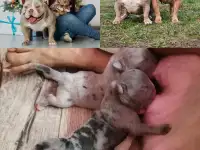 Щенки Американского Булли