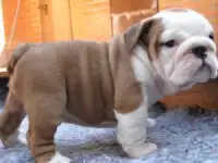 Английский бульдог для бесплатного усыновления