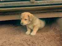 Щенки в дар