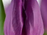 тюльпаны