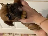 Щенки французского бульдога