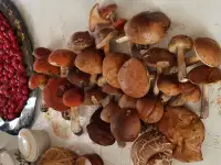 Продаю дачу в Пуховичском районе, С/Т Асвета Блужский с/с Пуховичский район, фотография 9