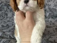 Щенки кавалерчики, фотография 3