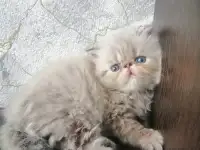 Персидские котята, фотография 4