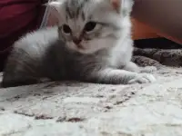 Шатландские котята, фотография 3
