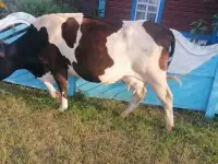 Продам дойную  корову, фотография 2