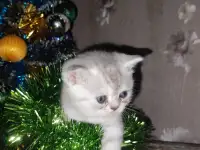 Шотландские чистокровные котята, фотография 6