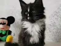 Котятa Мейн Куны из серцифицированного питомника, фотография 5