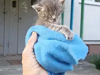 Срочно! Маленький Котенок мальчик в дар!, фотография 3