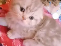 Шотландские вислоухие котята, фотография 10