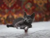 Нежный котенок Масик ищет дом!, фотография 6