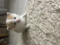 Котенок даром, фотография 2