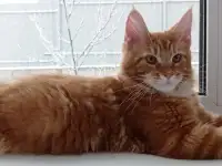 Котенок мейнкун (кот), фотография 2