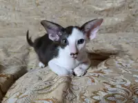 Ориентальные котята, фотография 3