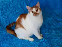 Красивый Котя с янтарными глазками ищет семью!, фотография 6
