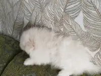 Щенки шпица, фотография 9