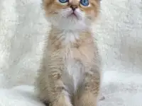 Шотландские котята ЗОЛОТАЯ ШИНШИЛЛА, фотография 9
