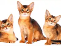 Абиссинские котята, фотография 2