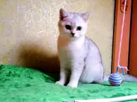 Британские котята, фотография 3