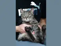 Очаровательный кот Василий в дар, фотография 4