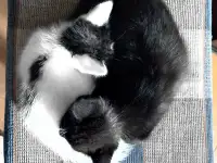 Котята, фотография 2