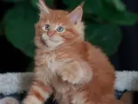 мальчик породы Мейн-кун, фотография 5