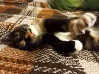 Котейка, фотография 3