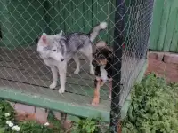 Отдам даром хаски, фотография 2