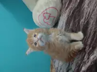 Мейн-кун, фотография 7