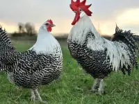 Продам кур несушек