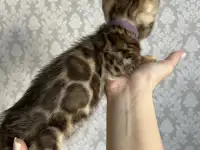 Бенгальская кошка с родословной