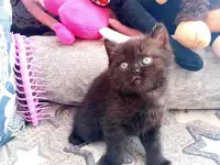 Шотландские котята, фотография 5