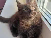 Продажа котят мейн-кунов, фотография 6