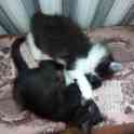 Котята в дар, фотография 4