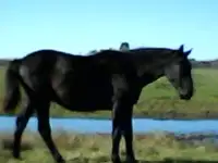 Молодой жеребоенок, фотография 2