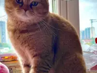 Шотландские вислоухие котята, фотография 12
