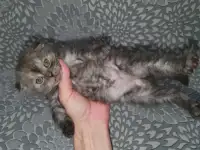 Продажа котят, фотография 6