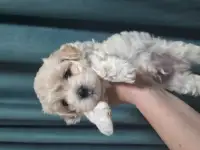 Щенки Мальтезе, фотография 2