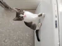 продаются котята, фотография 3