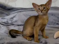Абиссинский котёнок, девочка, фотография 2