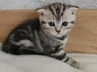 Котята шотландские., фотография 2